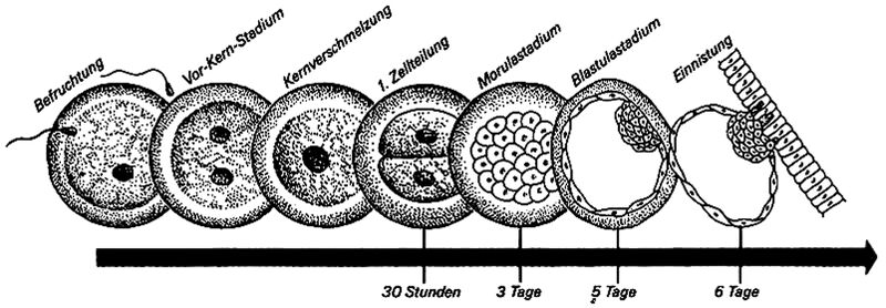 Datei:KonzeptionBiologieK.jpg